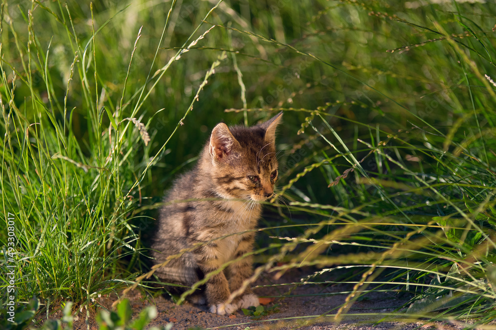 Mały kot chore oczy siedzący wśród traw - obrazy, fototapety, plakaty 