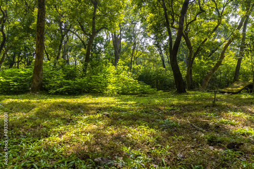 Fototapeta Naklejka Na Ścianę i Meble -  Autumn nature landscape of colorful forest in morning sunlight.