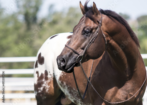 Appaloosa Horse Portrait
 photo