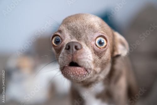 Funny dog barking
