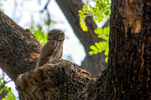 The Mottled Wood Owl is a master of camouflage, blending seamlessly with tree bark thanks to its mottled feathers. This helps it evade predators and ambush prey, showcasing nature's perfect disguise. photo