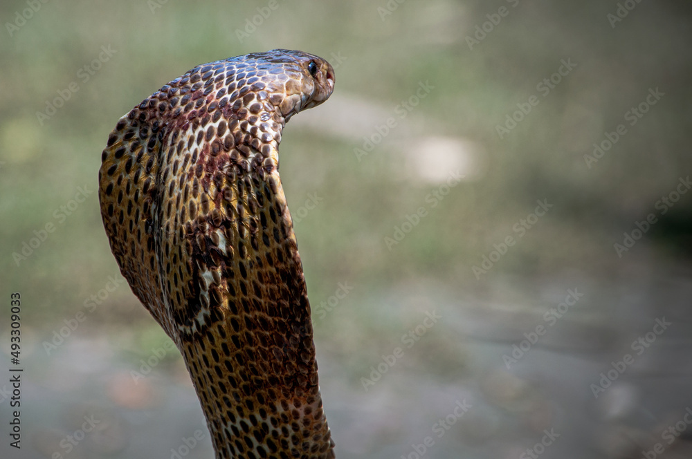 Fototapeta premium Cobra snake in Bangladesh