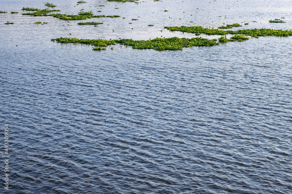 Fototapeta premium Waving blue water with floating water hyacinth on the river