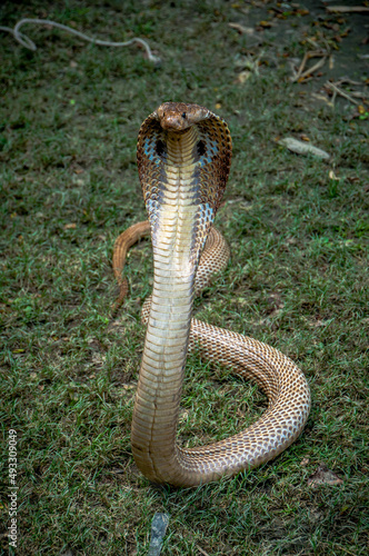 Cobra snake in Bangladesh