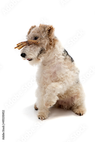 Fox Terrier in front of a white background