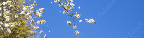 Apple trees flowers. the seed-bearing part of a plant.Spring flower natural landscape with white flowers of an apple tree on the background of the blue sky close-up. Soft focus. copy space