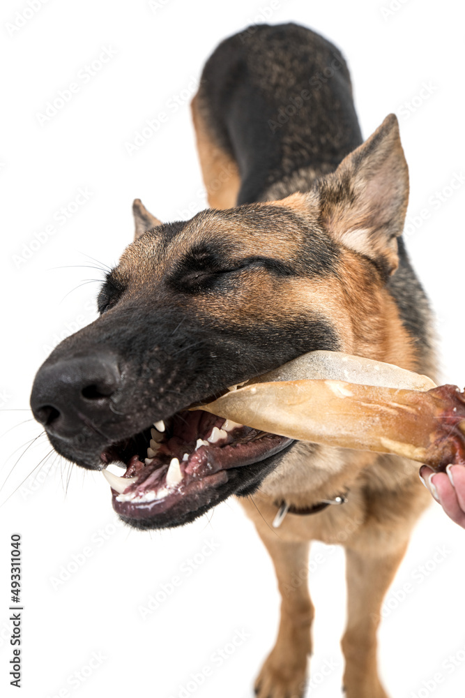 Shepherd on a white background