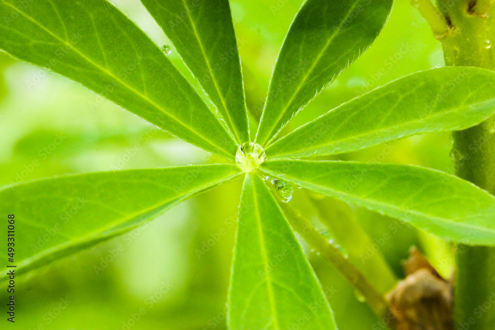 Green Lupininae leaf with a drop of morning dew in a center of a leaf. A natural green background. Ecology, landscape, nature concept. Tropical green plant after rain wallpaper. Lupinus polyphyllus. Green Lupininae leaf with a drop of morning dew in a center of a leaf. A natural green background. Ecology, landscape, nature concept. Tropical green plant after rain wallpaper. Lupinus polyphyllus.