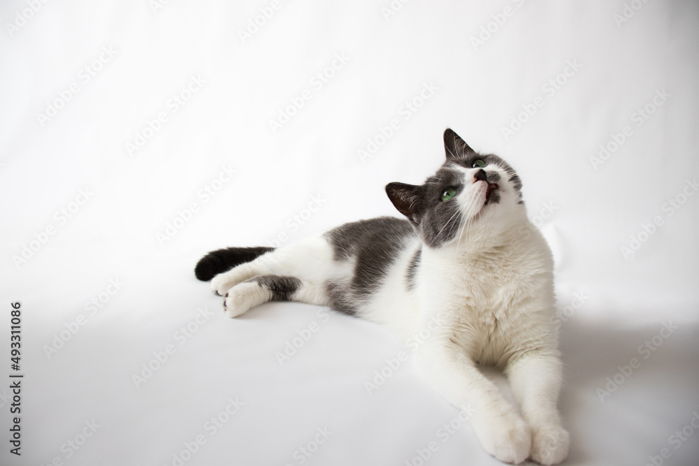 Curious cat with green eyes lies on a white background. Selective focus Curious cat with green eyes lies on a white background. Selective focus