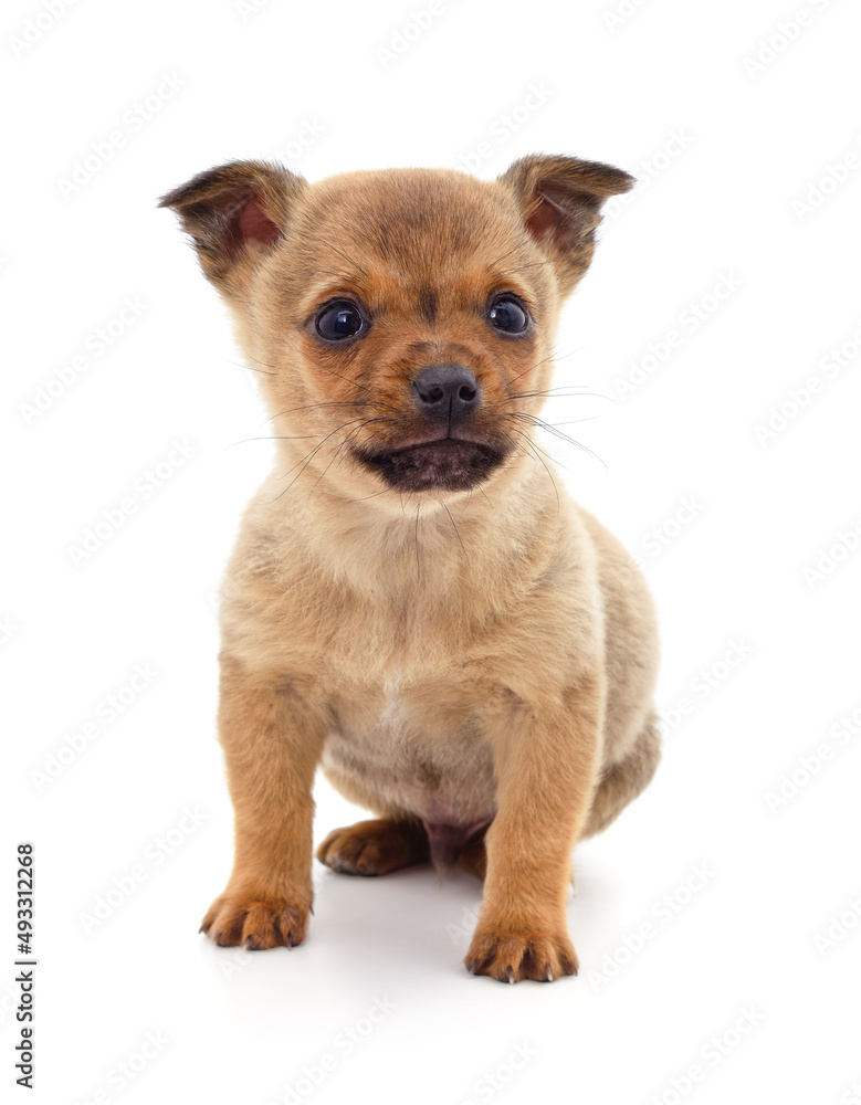 One little puppy. One little puppy.