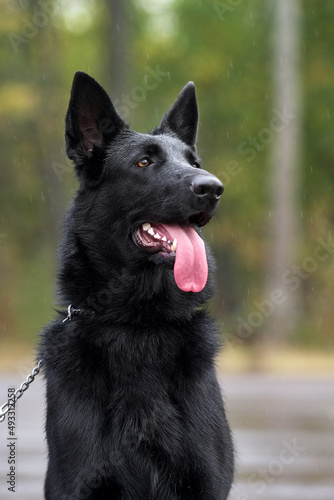 East European Shepherd in rainy spring forest 