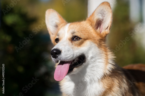 Welsh corgi cardigan in summer garden