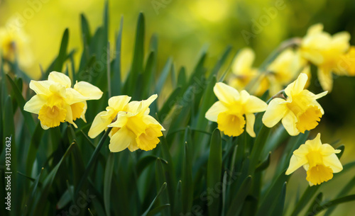 Fototapeta Naklejka Na Ścianę i Meble -  Yellow easter blooming daffodil flowers, spring forward, springtime floral banner