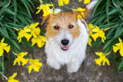 Cute smiling happy pet dog puppy with easter daffodil flowers in spring