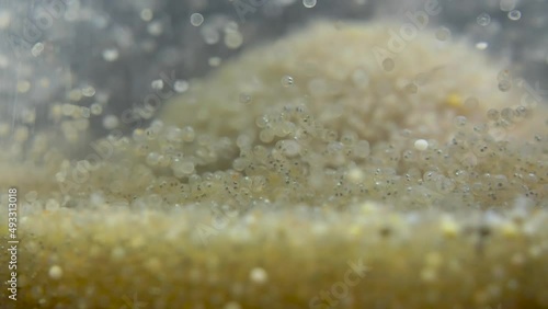 Fish spawn at fish breeding station