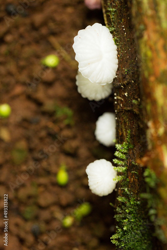 Cogumelo branco na madeira. Marasmiellus candidus é um minúsculo cogumelo marasmióide encontrado em gravetos, bastões, pequenos troncos. photo