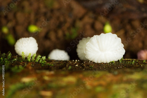 Cogumelo branco na madeira. Marasmiellus candidus é um minúsculo cogumelo marasmióide encontrado em gravetos, bastões, pequenos troncos. photo