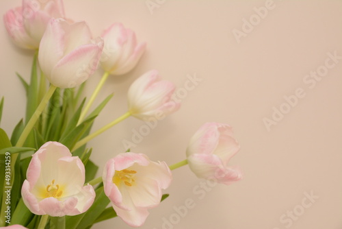 Tulpen