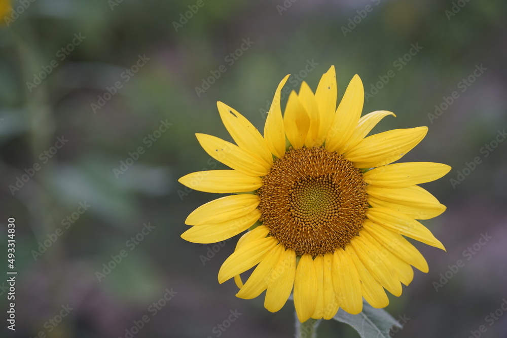 sunflower in the garden