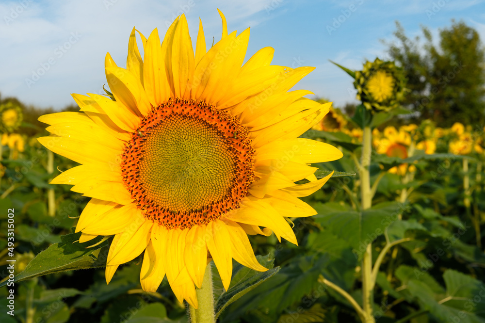 Sunflower Face and Sunflower Stalk in Background Sunflower Face and Sunflower Stalk in Background