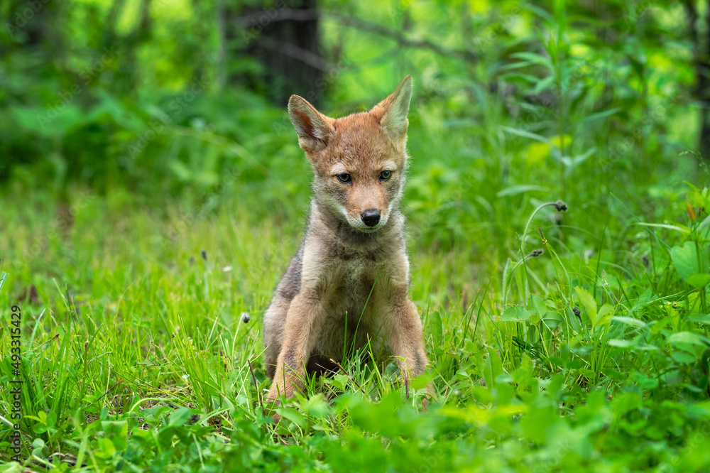 Coyote Pup (Canis latrans) Sits in Grass Ears Up Summer