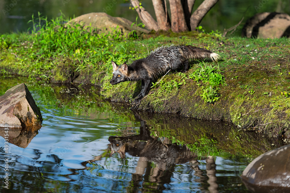 Cross Fox Adult (Vulpes vulpes) Stares Left From Edge of Island Reflected Summer Cross Fox Adult (Vulpes vulpes) Stares Left From Edge of Island Reflected Summer