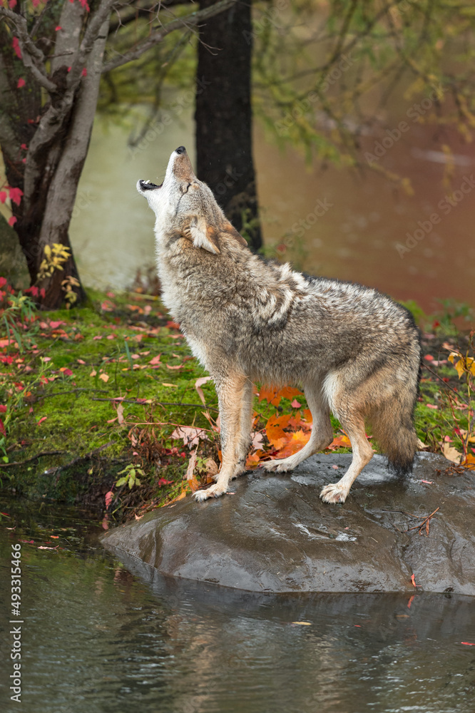 Obraz premium Coyote (Canis latrans) Standing on Rock Raises Head to Howl Autumn