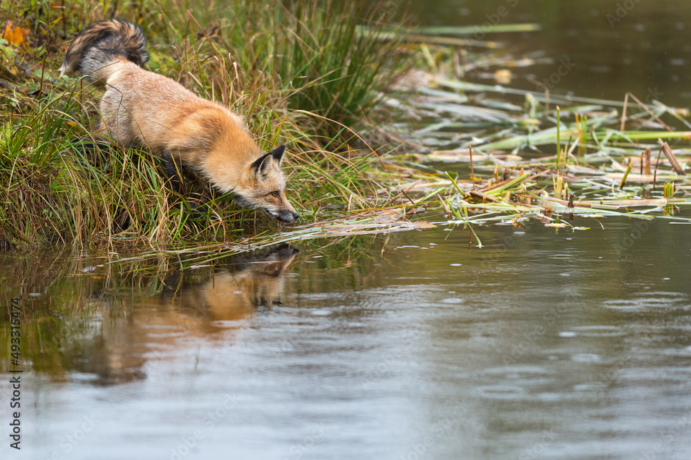 Red Fox (Vulpes vulpes) Looks Over Water Reflected Tail Whipping Autumn