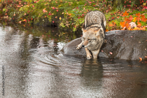 Coyote  Canis latrans  on Rock One Paw Deep in Water Autumn