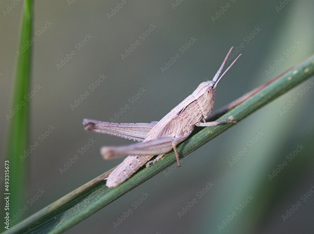 beige grasshopper sits on a blade of grass beige grasshopper sits on a blade of grass