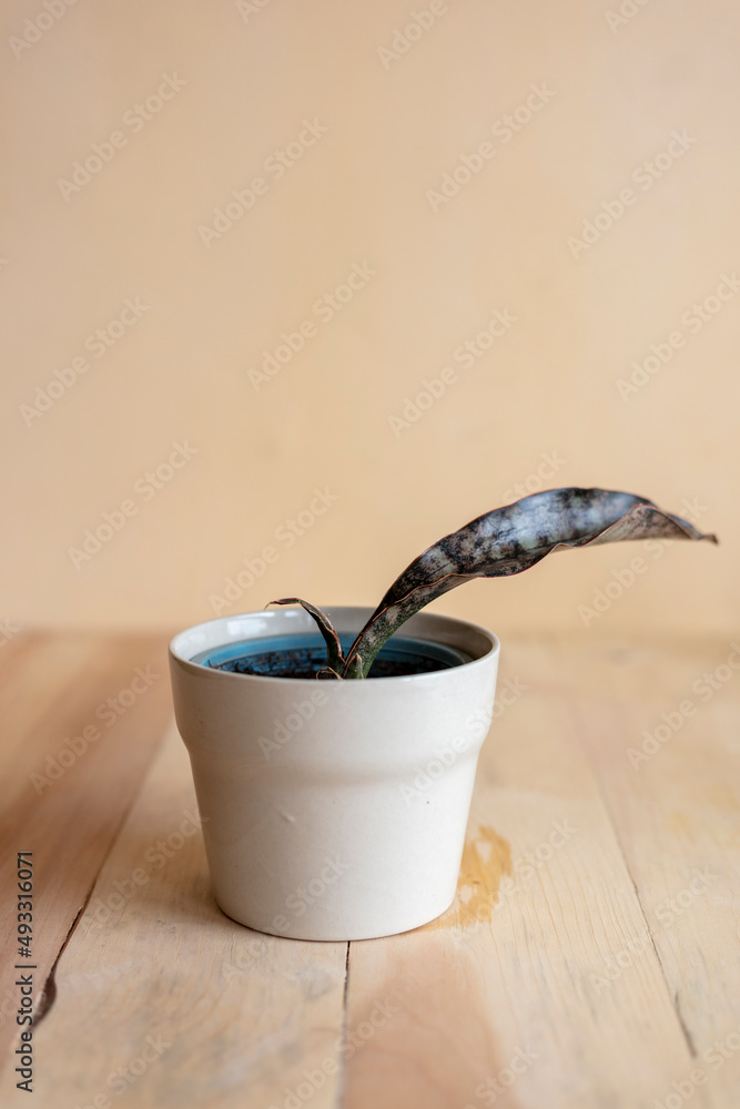 Sansevieria coppertone snake plant in a ceramic pot Stock Photo | Adobe