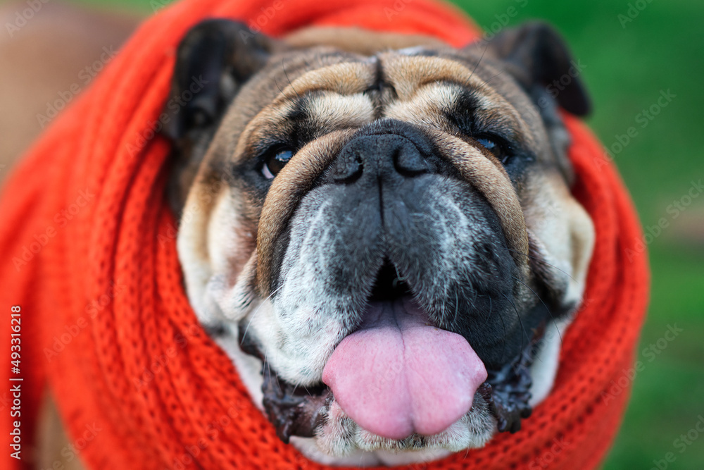 Portrait of Red English British Bulldog in orange harness and scarf  out for a walk in sunny day	