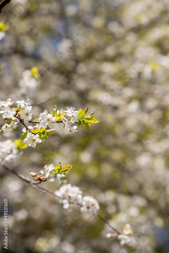 Apple trees flowers. the seed-bearing part of a plant.Spring flower natural landscape with white flowers of an apple tree on the background of the blue sky close-up. Soft focus