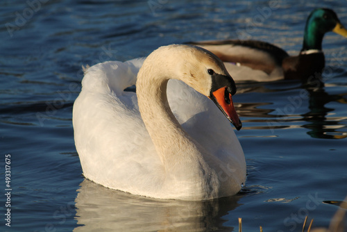 Adult white mute swan (Cygnus olor) afloat