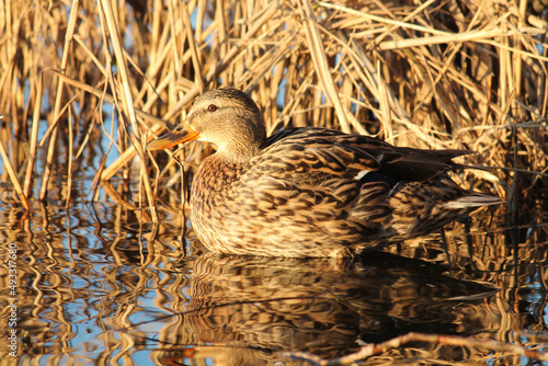 Female mallard or wild duck (Anas platyrhynchos) afloat in dry reeds
