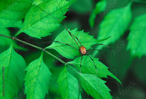 Harvestman spider Daddy Long Legs arachnid insect  photo