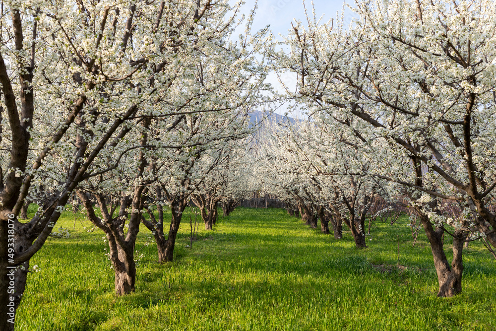 Plum fruit farm blossom in the spring Plum fruit farm blossom in the spring