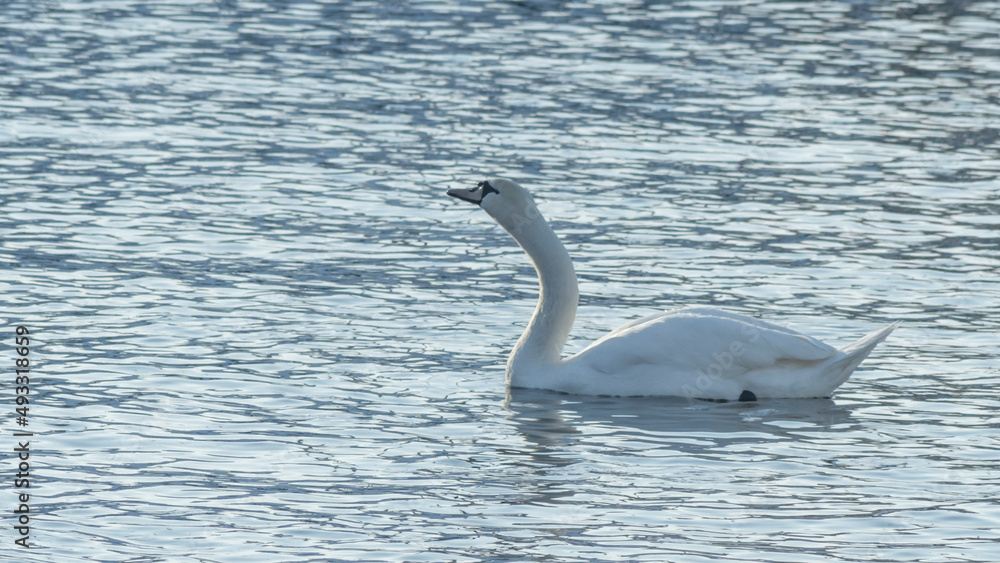 Obraz premium The lonely beautiful white swan is swimming in winter river. Wintering swan in the city river. Ornitology concepts.