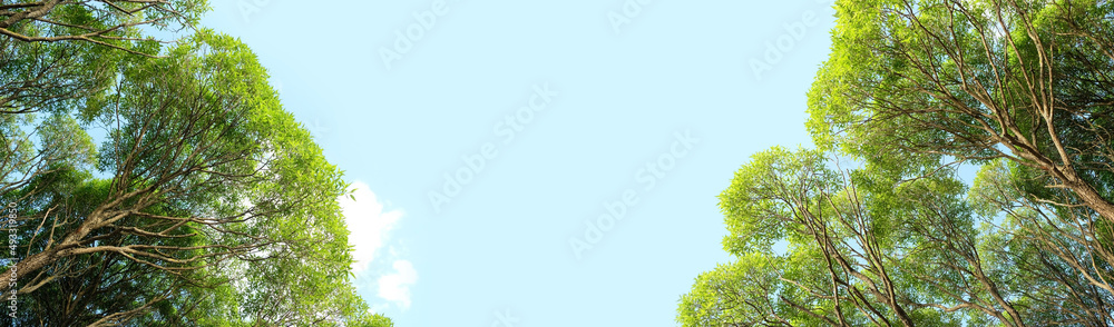 trees with green leaves against blue sky, abstract natural background. summer season. template for design. banner. copy space	