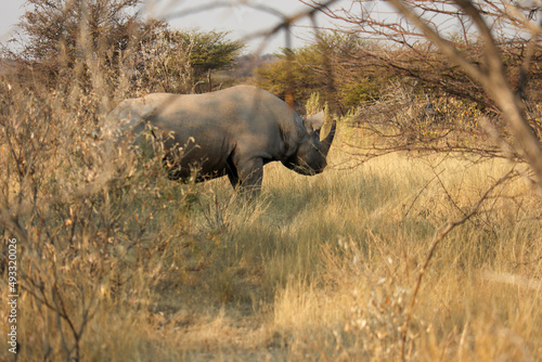 rhino in the wild