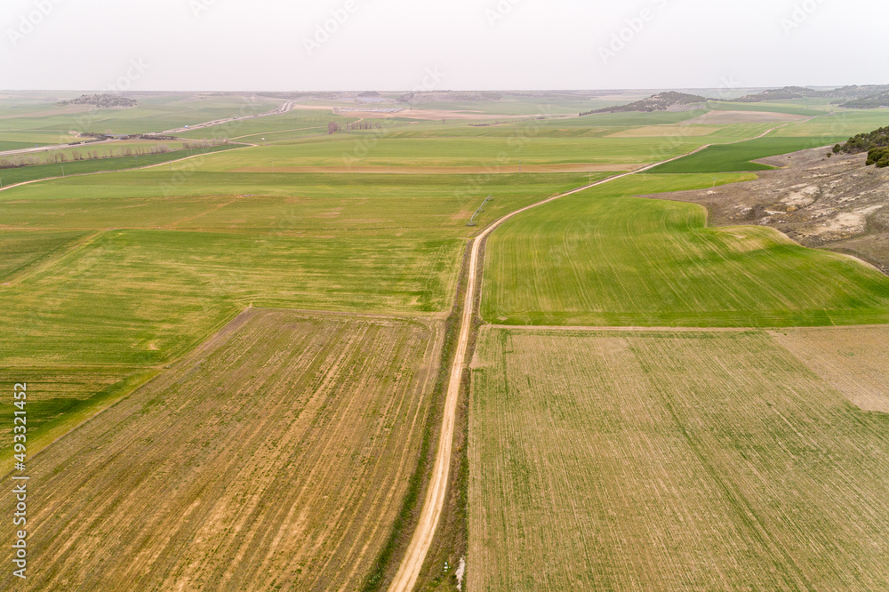 Rural track between cultivated cereal fields, drone view