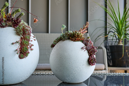 Patio pots with succulent plants photo