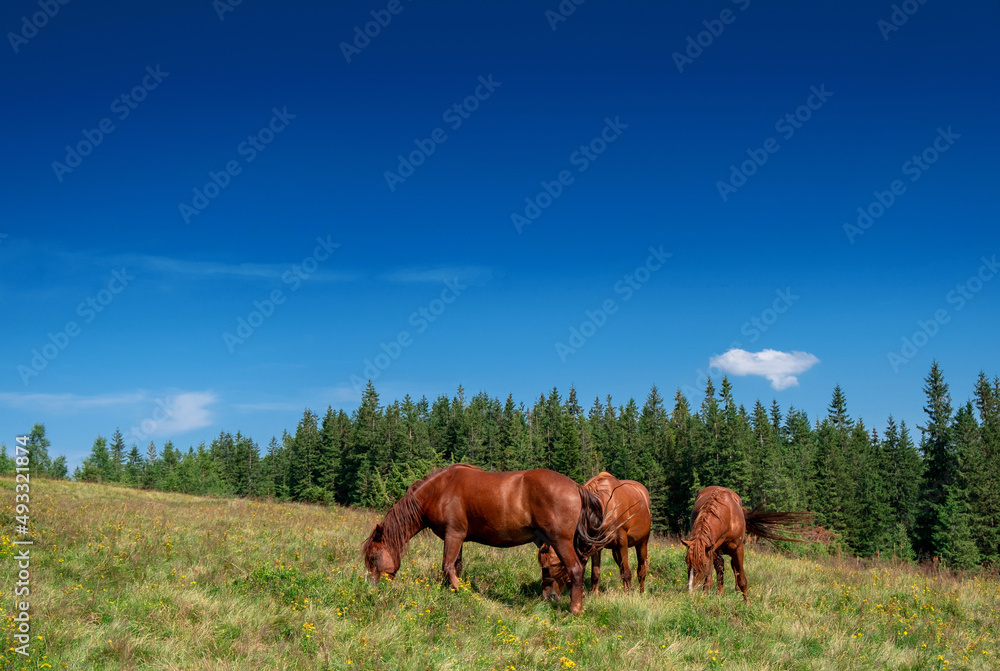 Obraz premium Wild horses graze in meadow with blue sky on background. Background of forest peaks