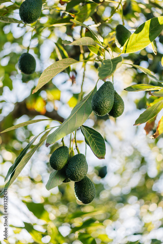 Lush tree with avocados growing in garden