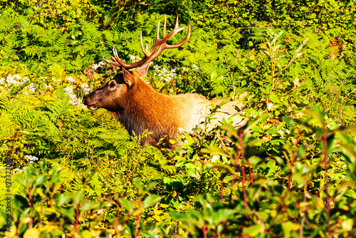 Northern California Elk