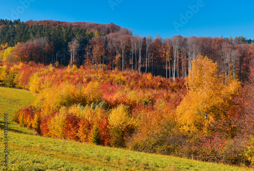 Autumn forest fall season landscape