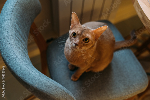 Abyssinian cat. photo