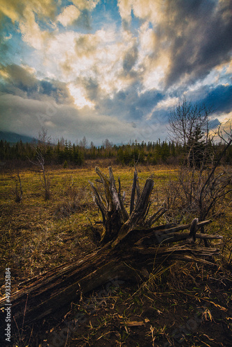 Remnants of the Tree God photo