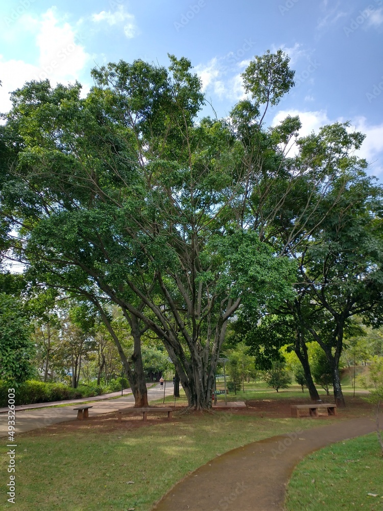 trees in the park