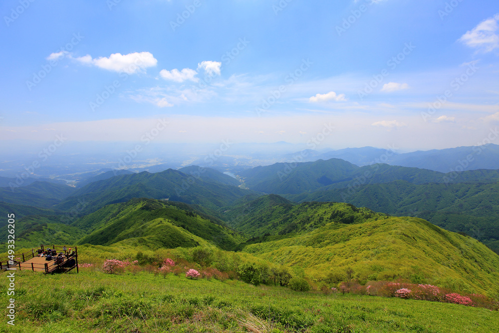 Obraz premium 평화로운 숲과 하늘